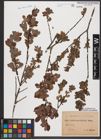 Foto von Salix aurita L. x Salix myrtilloides L.